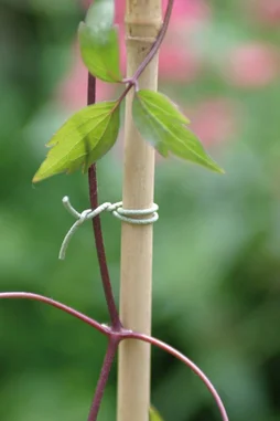 Lien Pour Arbre Rugueux Nortene