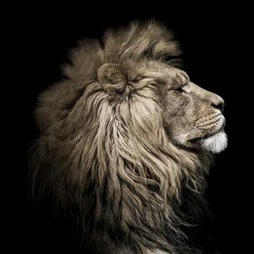 Toile imprimée Lion Sepia, CEANOTHE 65 x 65 cm