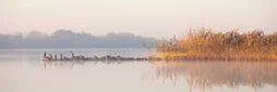 Toile imprimée Lac d'automne, CEANOTHE 30 x 97 cm