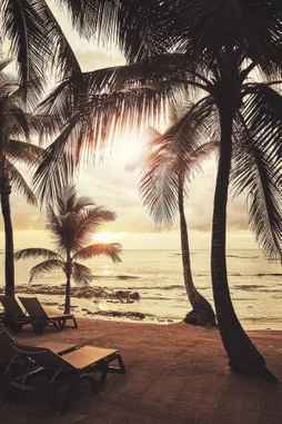 Plexiglass imprimé Palm Trees, CEANOTHE 65 x 97 cm