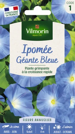Ipomée à grandes fleurs bleué bleu