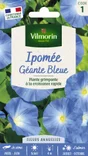 Ipomée à grandes fleurs bleué bleu