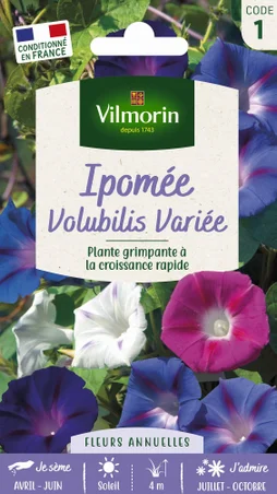 Ipomée volubilis varié
