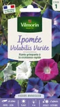 Ipomée volubilis varié