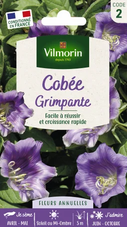 Cobée grimpante bleu-violet