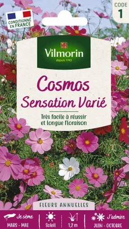 Cosmos sensation blanc, rose, rouge