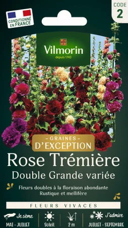 Rose tremière double grande varié varié
