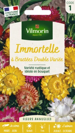 Immortelle à bractées doubles multicolore