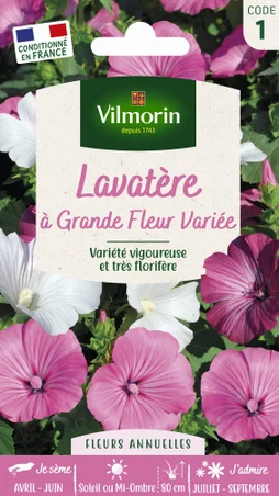 Lavatère grandes fleurs varié