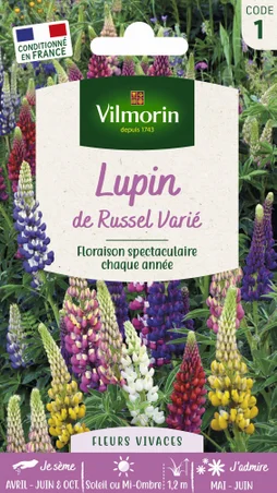 Lupin de russel fleur multicolore