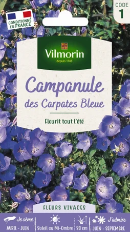 Campanule des Carpates bleue