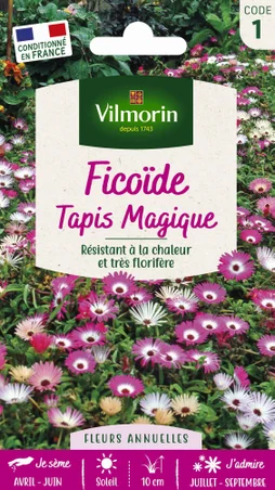 Ficoide tapis magique blanc à violet