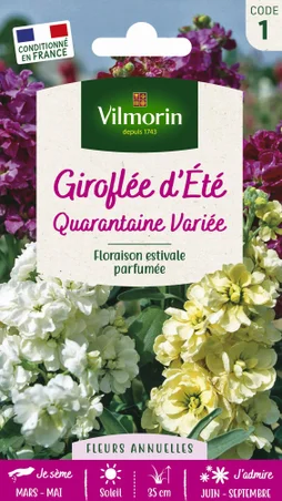 Giroflée graine florale varié
