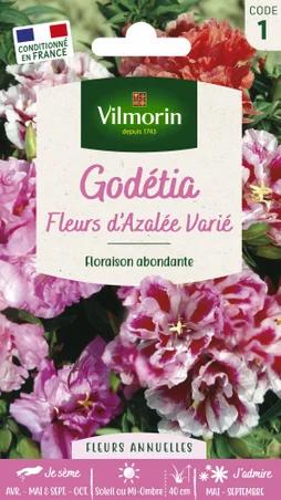 Godetia double à fleurs d'azalée varié
