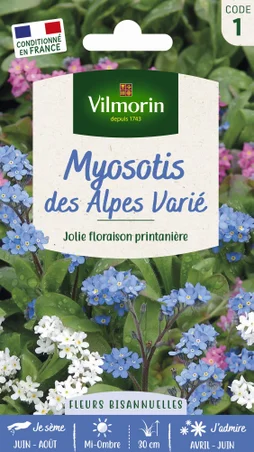 Myosotis des alpes varié