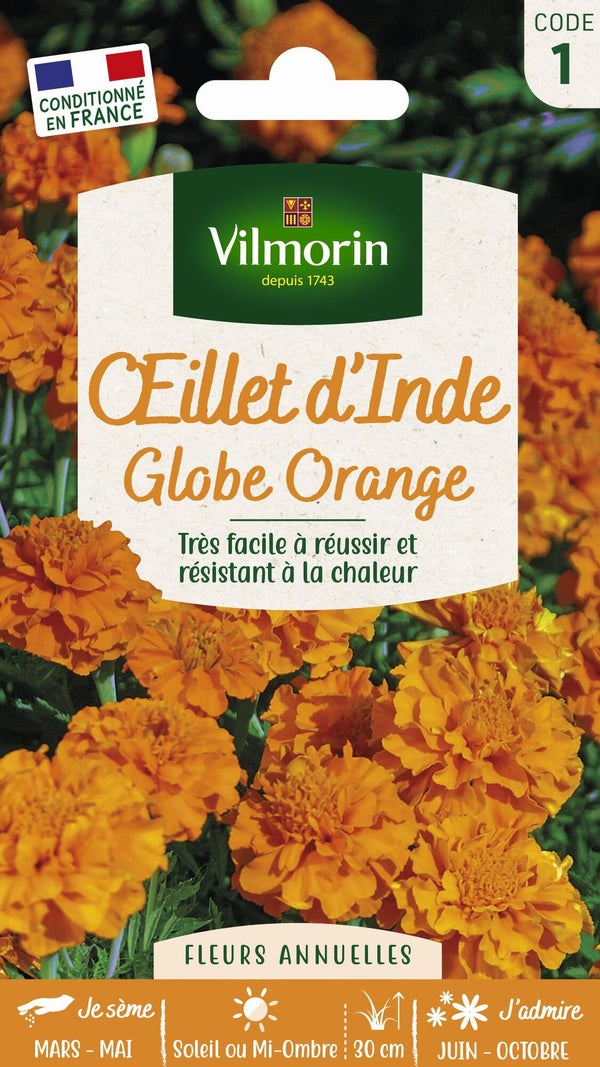 Œillet D'Inde Globe Orange Orange