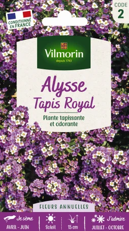 Alysse tapis royal violet-pourpre