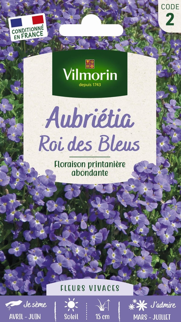 Aubrietia roi des bleus bleu