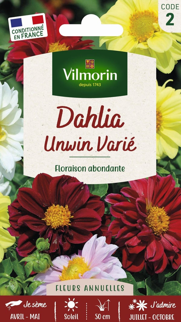 Dahlia unwin multicolore VILMORIN