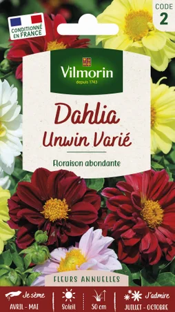 Dahlia unwin multicolore VILMORIN
