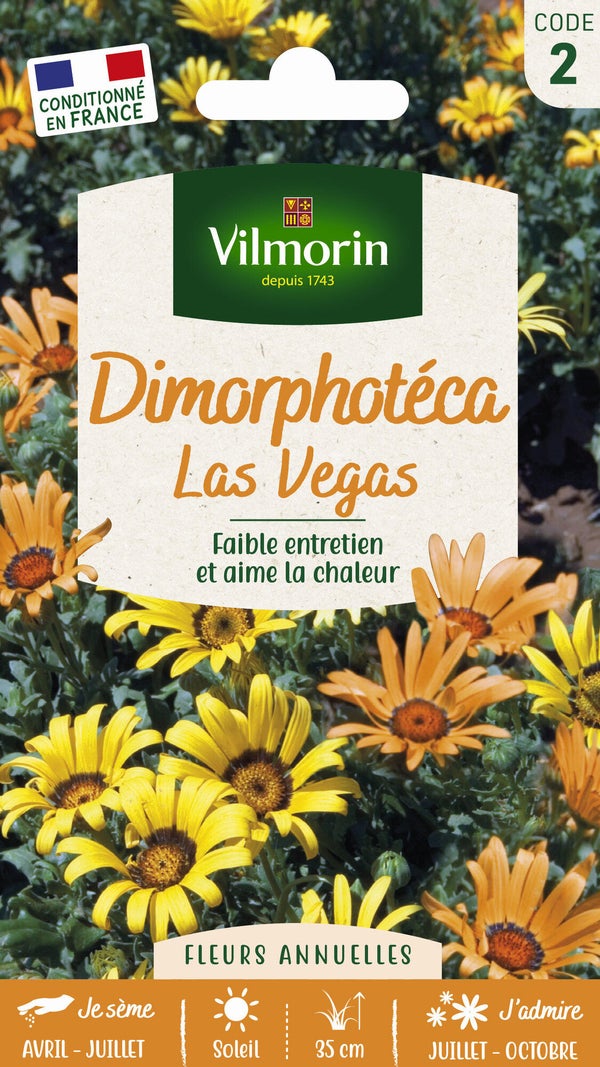 Dimorphotheca las vegas blanc à orange