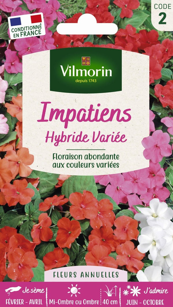 Impatiens hybride multicolore