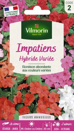 Impatiens hybride multicolore