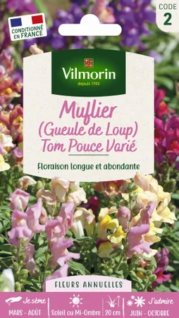 Muflier tom pouce multicolore