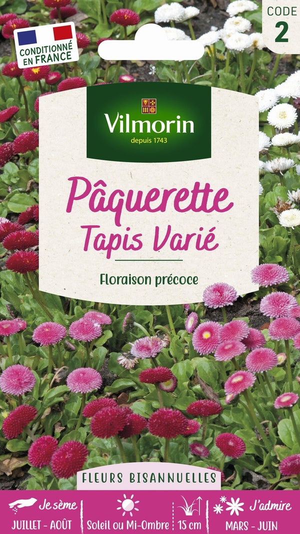 Paquerette tapis varié VILMORIN