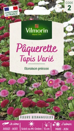 Paquerette tapis varié VILMORIN