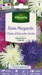 Reine marguerite plume d'autriche varié