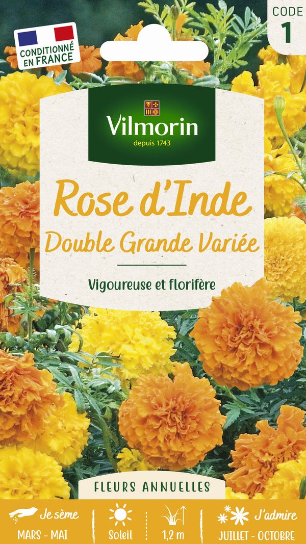 Rose d'Inde double grande varié orange