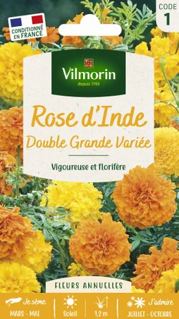 Rose d'Inde double grande varié orange