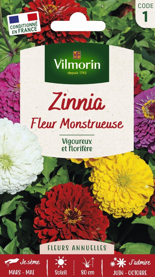 Zinnia fleurs monstrueuse varié