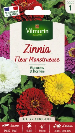 Zinnia fleurs monstrueuse varié