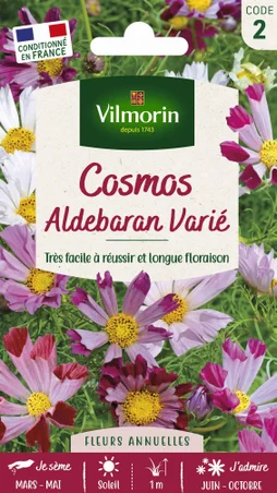 Cosmos aldebaran blanc à rose vif