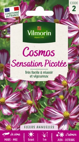 Cosmos picotée blanc bordé de rose