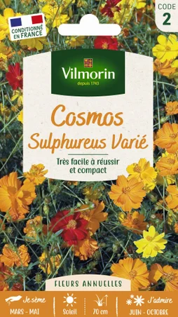 Cosmos sulphureus jaune, orange, rouge