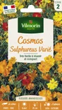 Cosmos sulphureus jaune, orange, rouge