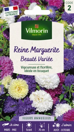Reine marguerite beauté varié