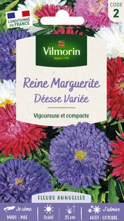 Reine marguerite naine déesse varié