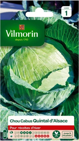 Chou cabus quintal d'alsace VILMORIN 2 g