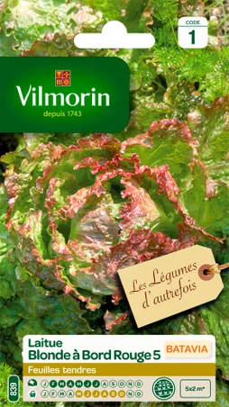 Laitue batavia blonde à bords rouges VILMORIN 4 g