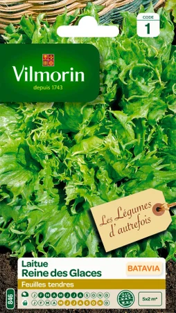Laitue batavia reine des glaces VILMORIN 4 g