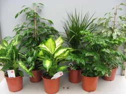 Plante verte assortie pot 17cm hauteur 50/60cm