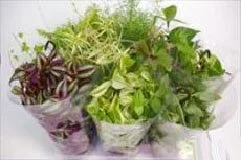 Mix De Plantes Hauteur À Maturité 40 Cm