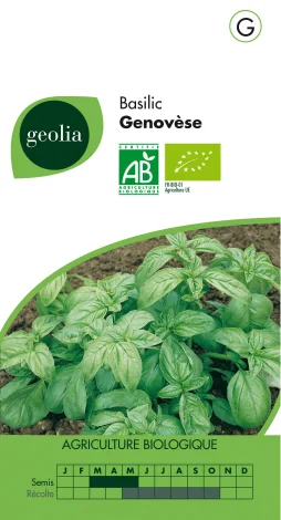 Basilic Genovese Geolia 1 G