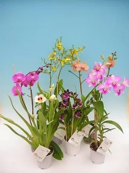 Plante orchidée pot 12cm hauteur 50cm