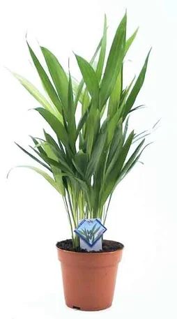 Plante areca pot 12cm hauteur 50cm