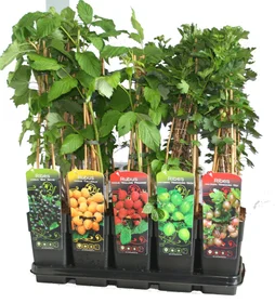 Petits Fruitiers Mix
